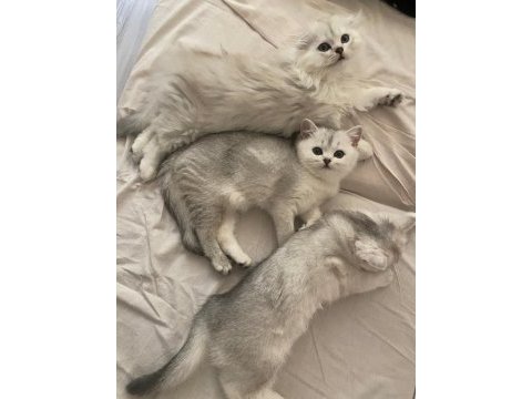 Scottish fold british straight
