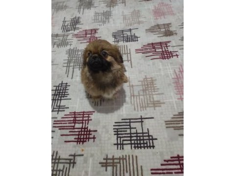 Safkan basık burun 2 aylık pekinez