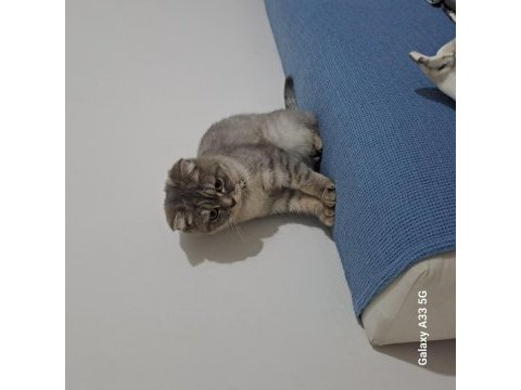 7 aylık dişi uysal scottish fold