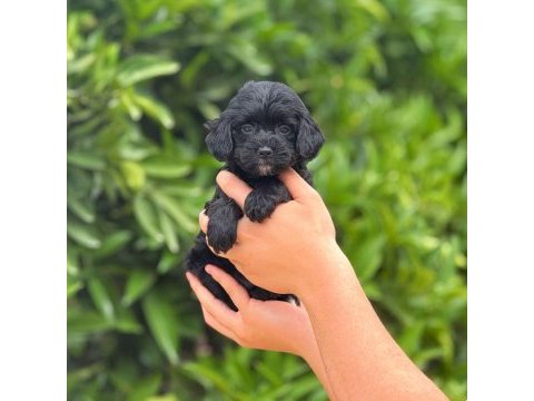 Pamuk şeker tatlılığında siyah maltipoo yavrumuz