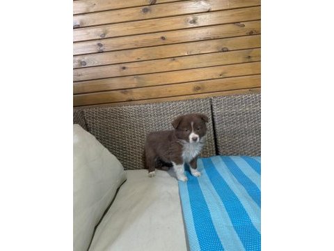 Border collie köpeği