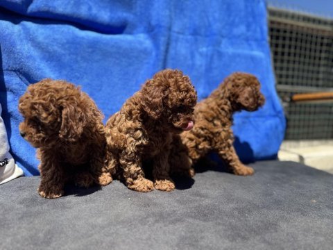 Çok özel boyve kg ram garanli aşılı karneli toy poodle