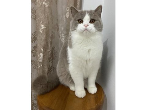 British shorthair lilac bicolor
