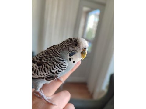 1 yaşında erkek tatlı muhabbet kuşu