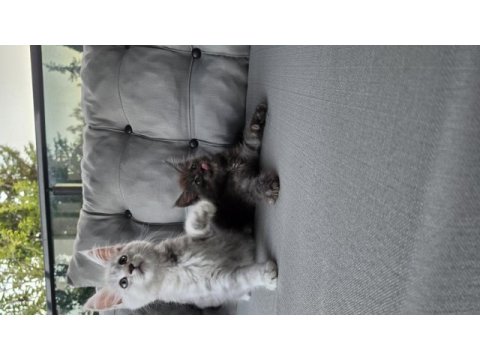 Uyguna dev maine coon