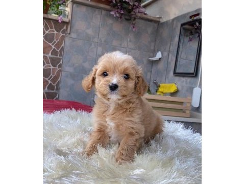 Maltipoo yavrularım harika renk anatomi ve boy