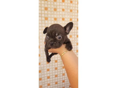 Teslime hazır french bulldog yavruları