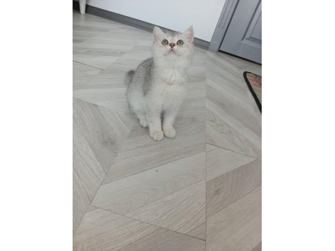 Silver british paşam değerinin altında verilecek