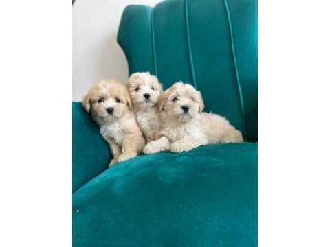 Sağlık garantili maltipoo yavrular
