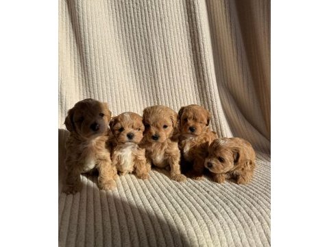 Teacup boy ev doğumlu maltipoo bebekler