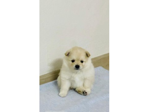 Bebek kendi pomeranian yavrularımız