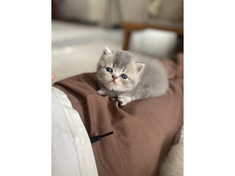 Şirinim şirin british shorthair bebekler teslime hazır