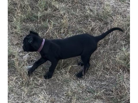 Safkan cane corso
