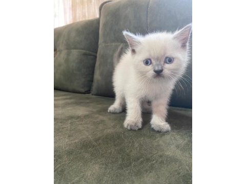 British shorthair yavrularımız