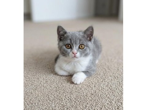 Muhteşem renk british shorthair bicolor dişi yavrular