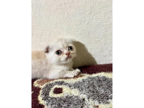 2.5 aylık scottish fold ilanda gold rengi hareketli
