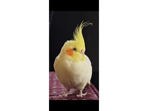 Konuşan sultan papağanı