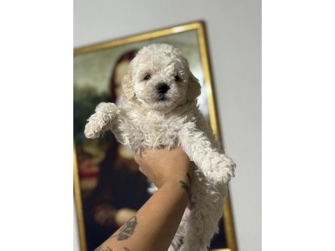 Çok uygun acil poodle