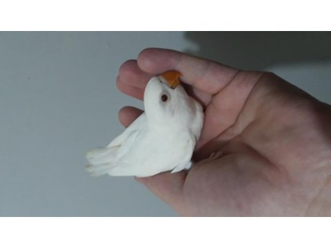Albino yeni yeme düşmek üzere olan cennet papağanı bebek