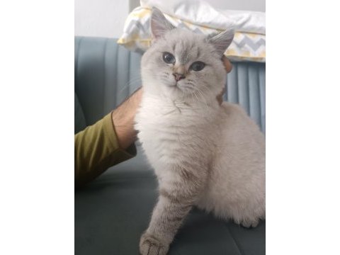 6 aylık dişi british shorthair