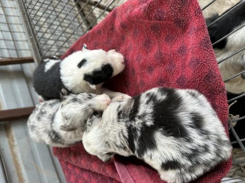 Anne altından border collie bebekler merle ve siyah beyaz