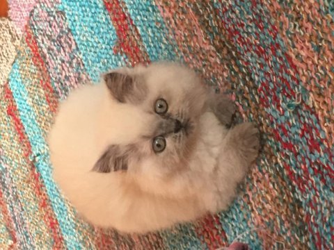 British longhair blue point