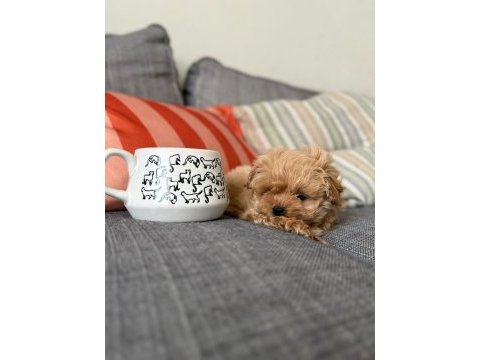 Korea üst segment maltipoo bebeklerimiz