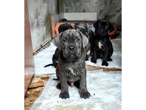 Cane corso fcı kıf a scrli grant türkiye şampiyonu yavruları