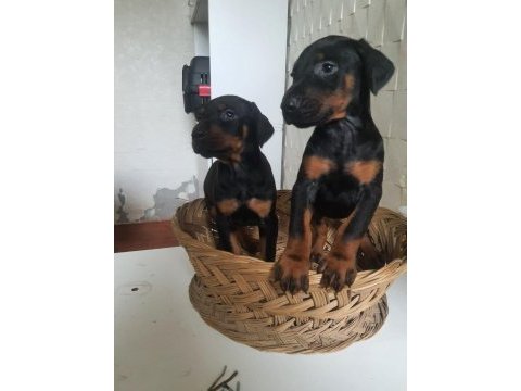 King doberman yavrularım