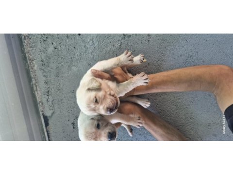 Labrador yavrularımız