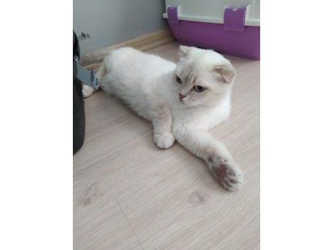 1 yaşında dişi british shorthair