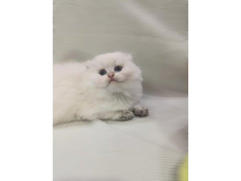 Scottish fold beyaz uzun tüylü
