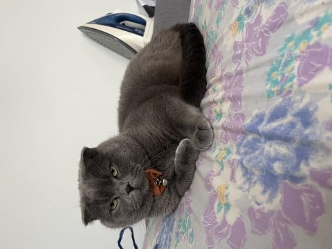 Ücretsiz sahiplendirme 2 yaşında scottish fold