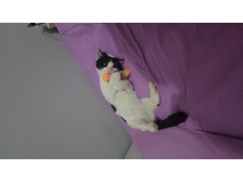 5 aylık smokin erkek kedimiz