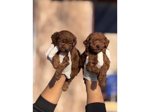 Kore poodle yavrularımız