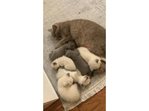 1 aylık british shorthair yavrularım