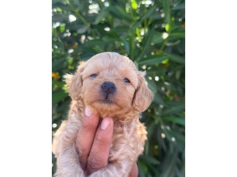 Sevgıyle buyuyen maltıpoo yavrularımız