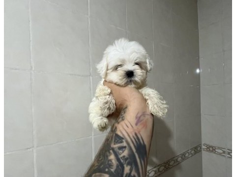 Sıfır numara kore maltese dişi