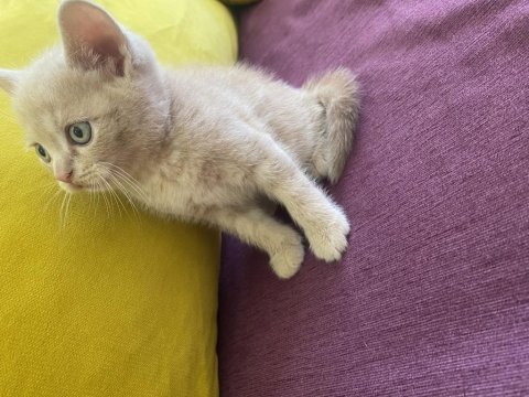Scottish fold sağlıklı ev kedilerim