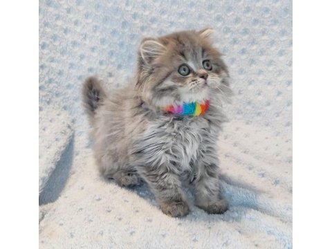 Çok tatlı minik prenses british longhair