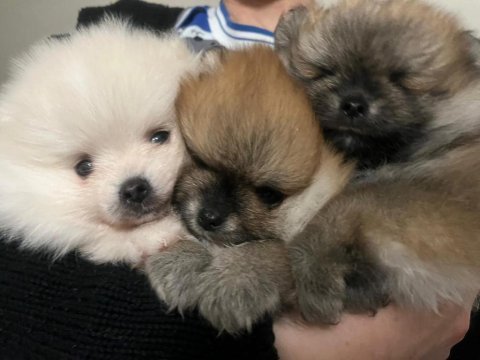 Orjinal pomeranian yavrularımız