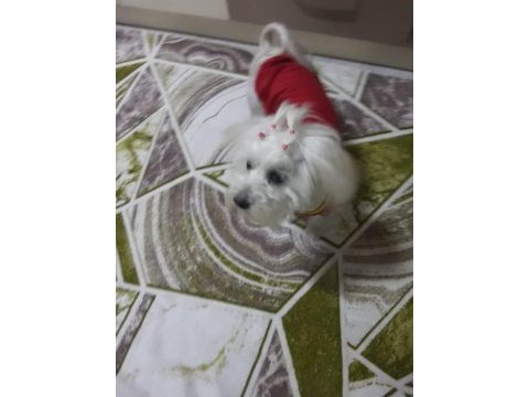 Güzeller güzeli maltese lilamı sahiplendiriyorum