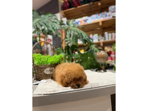 Littlepaws farkıyla orjinal toy poodle apricot