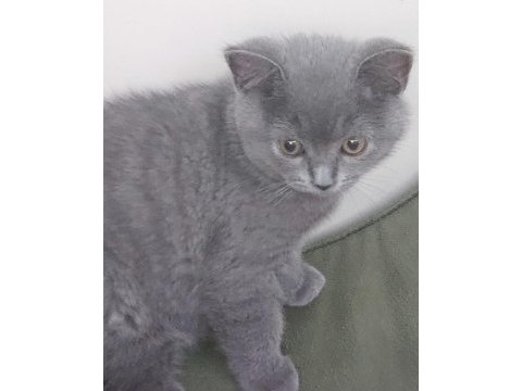 2.5 aylık oyuncu british shorthair