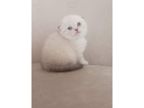 Sevimli yavrularımız yeni sahiplerini arıyor