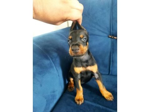 Kral babadan efsane doberman yavrular