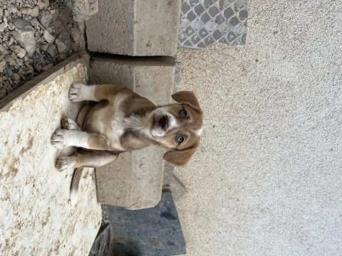 75 günlük küçük fino köpekler