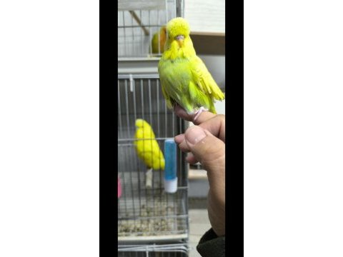 Eğitmelik ve hazır çift muhabbet kuşlar