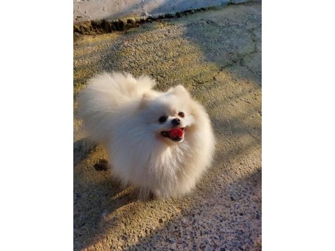 Es ılanı sut beyaz pomeranian