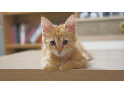 Tatlı yavrucuk sarman kedimiz sahibini arıyor
